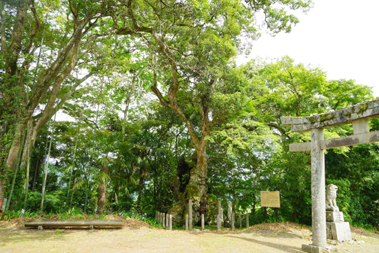 イチイガシ（大洲市肱川町）の画像1
