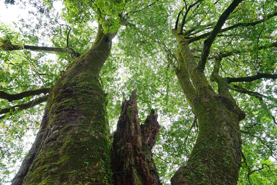 シラカシの画像2