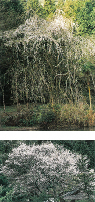 イトザクラ及びエドヒガンの画像