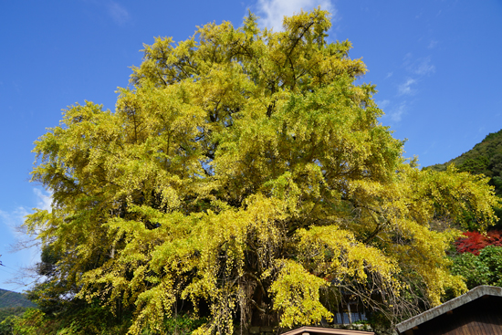 逆杖のイチョウの画像2