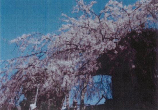 石畳東のシダレザクラの画像