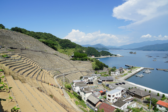 遊子水荷浦の段畑の画像2