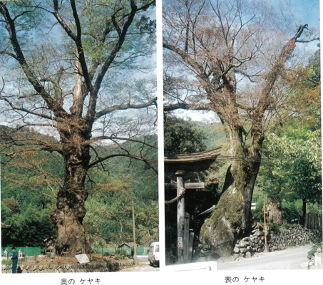 ケヤキの画像
