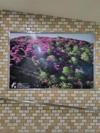 大川嶺のツルギミツバツツジ(久万高原町)